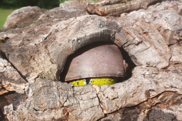 Crocodile jardin des arts 2025